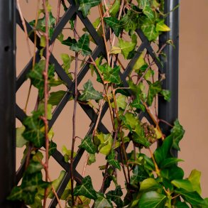 Plantekasse med espalier