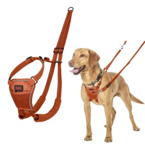 Hundesele Company of Animals BURNT Orange 12