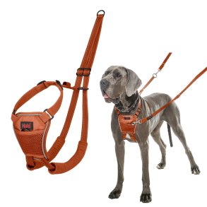 Hundesele Company of Animals BURNT Orange L