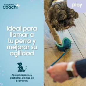 Hundesele Coachi