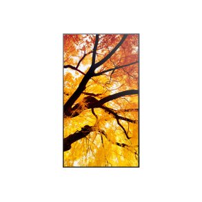 Videovg Monitor Sharp 60006053 4K Ultra HD 42,5