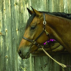 Ring til kvinder Majorica 17218.01.1.913.010.1