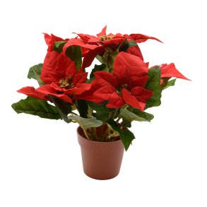 Dekorativ plante Lifetime Rd Julestjerne  27 cm
