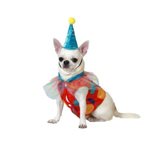 Hundedragt Strrelse M Mande klovn